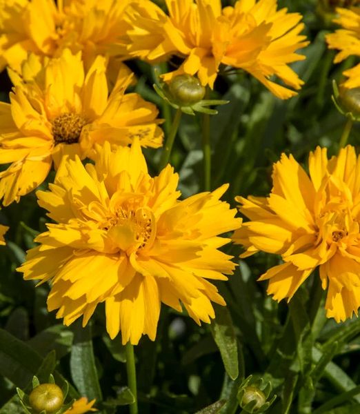 Coreopsis grandiflora 'Double the Sun'